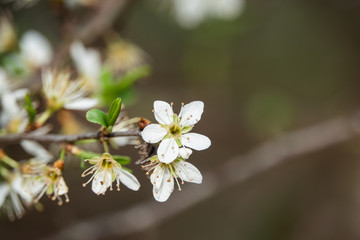 Blackthorn Flowers in Bloom in Springtime
