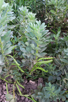 fave beans growing on plant