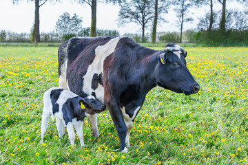 Mother cow with newborn calf  standing in european meadow