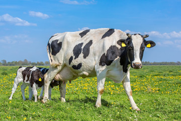 Mother cow with drinking calves in european meadow