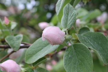  Beautiful flower in spring.