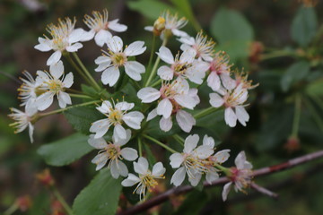 flowers in garden