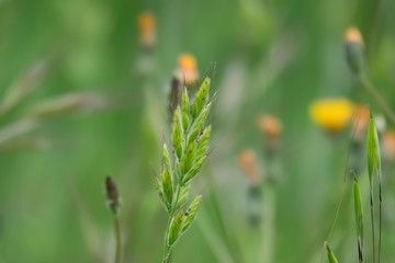 Wild Brome Inflorescence in Springtime