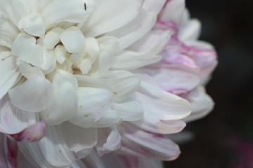 close-up macro image of pink and white delicate soft twisted petals of a chysanthemum flower in a garden, rural New South Wales, Australia