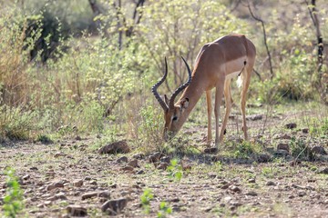 Naklejka na ściany i meble Impala grazing early in the morning at the Pilanesberg National Park in Pilanesberg, South Africa