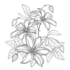 Bouquet with outline Clematis or Traveller's joy ornate flower bunch, bud and leaves in black isolated on white background. 