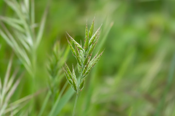 Obraz premium Wild Brome Inflorescence in Springtime