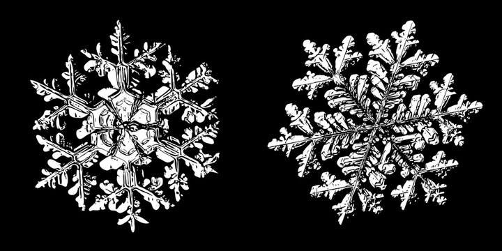 Two snowflakes isolated on black background. Illustration based on macro photos of real snow crystals: elegant stellar dendrites with fine hexagonal symmetry, ornate shapes and complex inner details.