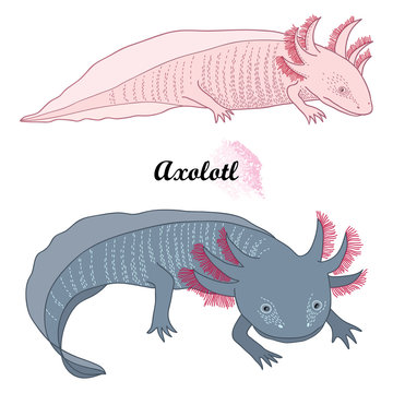 Download Axolotl Kaufen Schweiz Preis Pictures