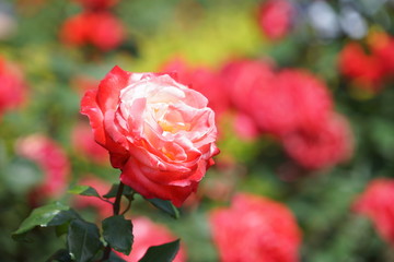 5月の横浜のバラの花