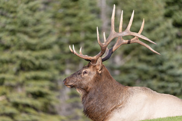 Bull Elk at Jasper National Park Alberta Canada