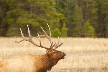 Bull Elk at Jasper National Park Alberta Canada