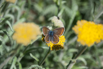 Common Blue Butterfly on Yarrow Flowers in Springtime