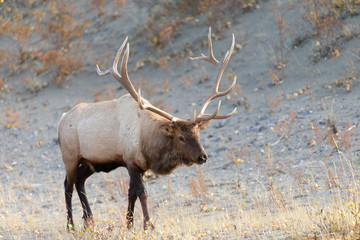 Naklejka na ściany i meble Bull Elk at Jasper National Park Alberta Canada