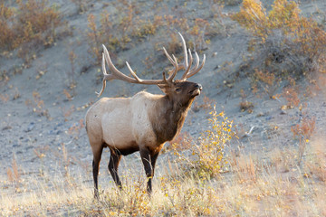 Bull Elk at Jasper National Park Alberta Canada