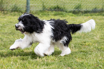 Schapendoes Puppy playing