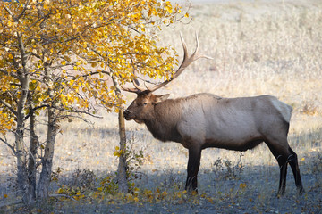 Bull Elk at Jasper National Park Alberta Canada