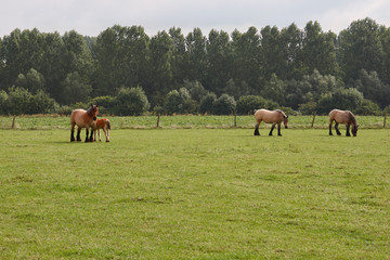 Fototapeta na wymiar Flemish horses grazing in a meadow