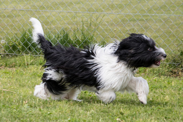 Schapendoes Puppy playing and runnig