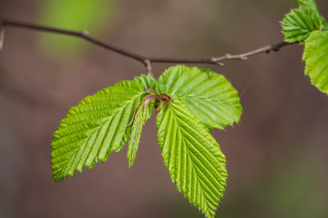 Elm Leaves in Springtime