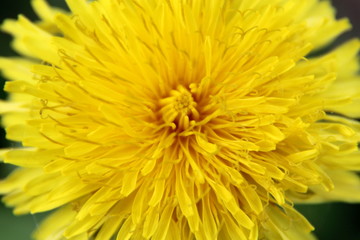 Dandelion bloomed in the spring. Close-up photo