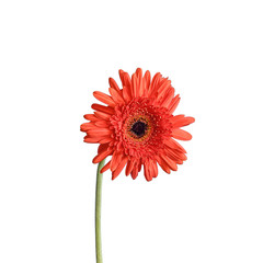 Red Gerber flower on white background