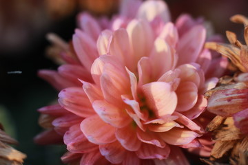 close-up macro image of pink and white delicate soft twisted petals of a chysanthemum flower in a garden, rural New South Wales, Australia