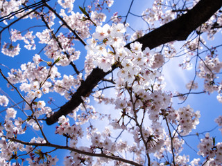 Bouquet of Sakura Flowers Blooming