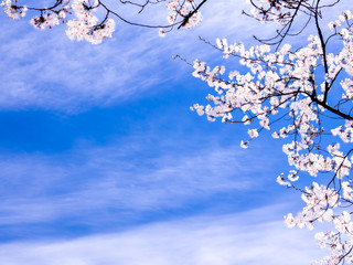 Bright Sakura Flowers Blooming on The Field