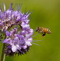 Biene an einer Phacelia