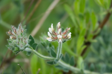 Hairy Canary Flowers in Bloom in Springtime