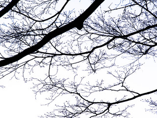 Obraz premium Silhouette Tree without Leaves Standing