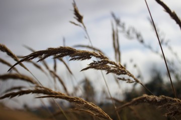 dry grass in the wind