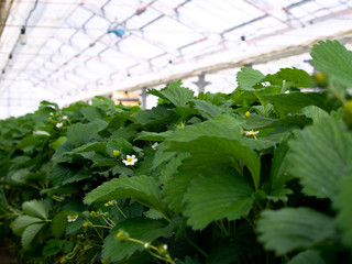 Strawberry Flowers in The Closed Farm