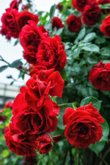 red roses in seoul rose festival