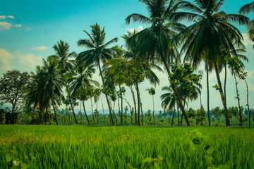 krajobraz pola ryżowe
