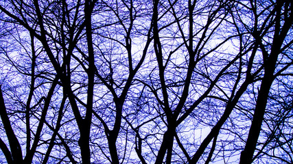 Silhouette Tree without Leaves Standing