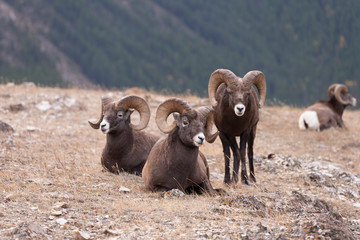 Big Horn Sheep in Jasper National Park, Alberta Canada	