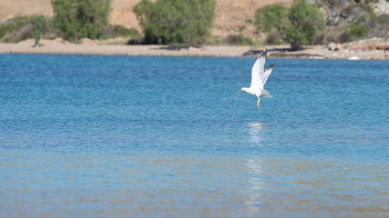 Fototapeta premium Vol de mouette sur l'ile grecque de Leros