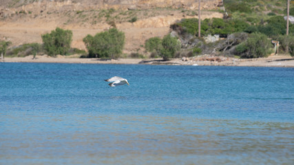 Vol de mouette sur l'ile grecque de Leros