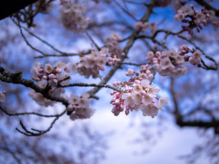 Bouquet of Sakura Flowers Blooming