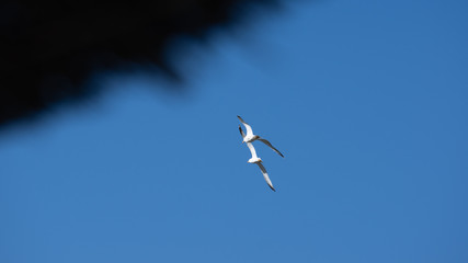 Vol de mouette sur l'ile grecque de Leros