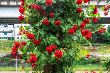 red roses in seoul rose festival