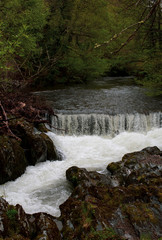 Beautiful river in forest nature