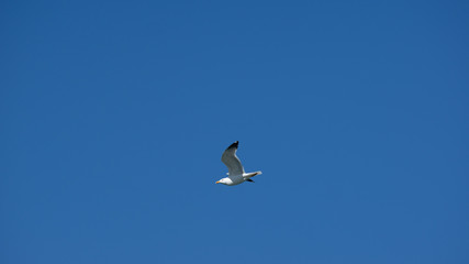 Vol de mouette sur l'ile grecque de Leros