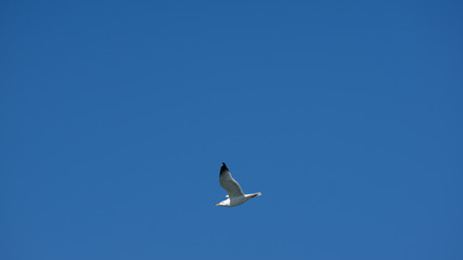 Vol de mouette sur l'ile grecque de Leros