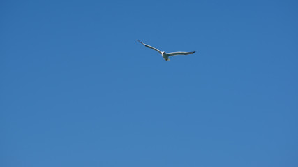 Vol de mouette sur l'ile grecque de Leros