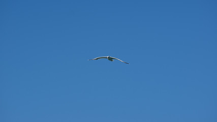 Vol de mouette sur l'ile grecque de Leros