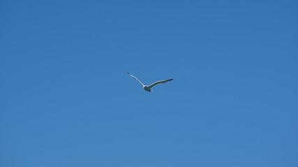 Vol de mouette sur l'ile grecque de Leros