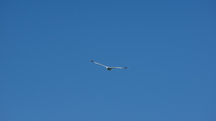 Vol de mouette sur l'ile grecque de Leros